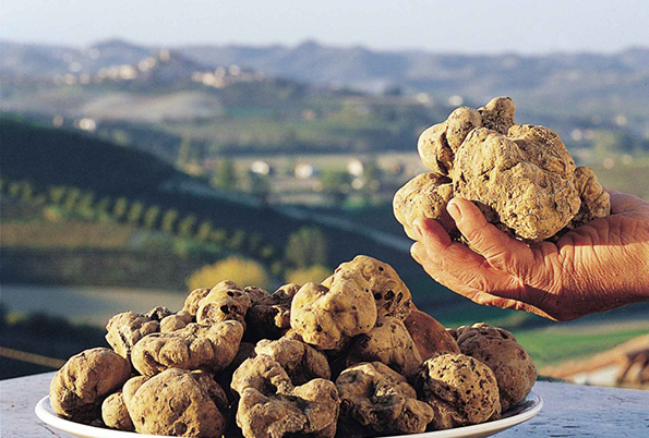 tartufo1